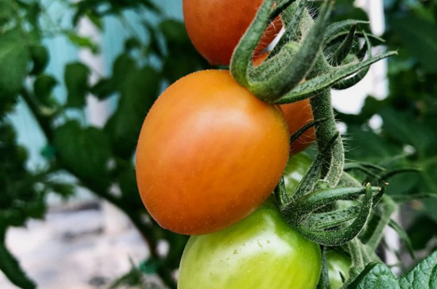 Fisherville Greenhouses